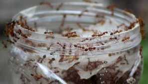 Koľko mravcov žije v antovej farme: opis druhov firikaárov, vlastností, dôležitými momentmi